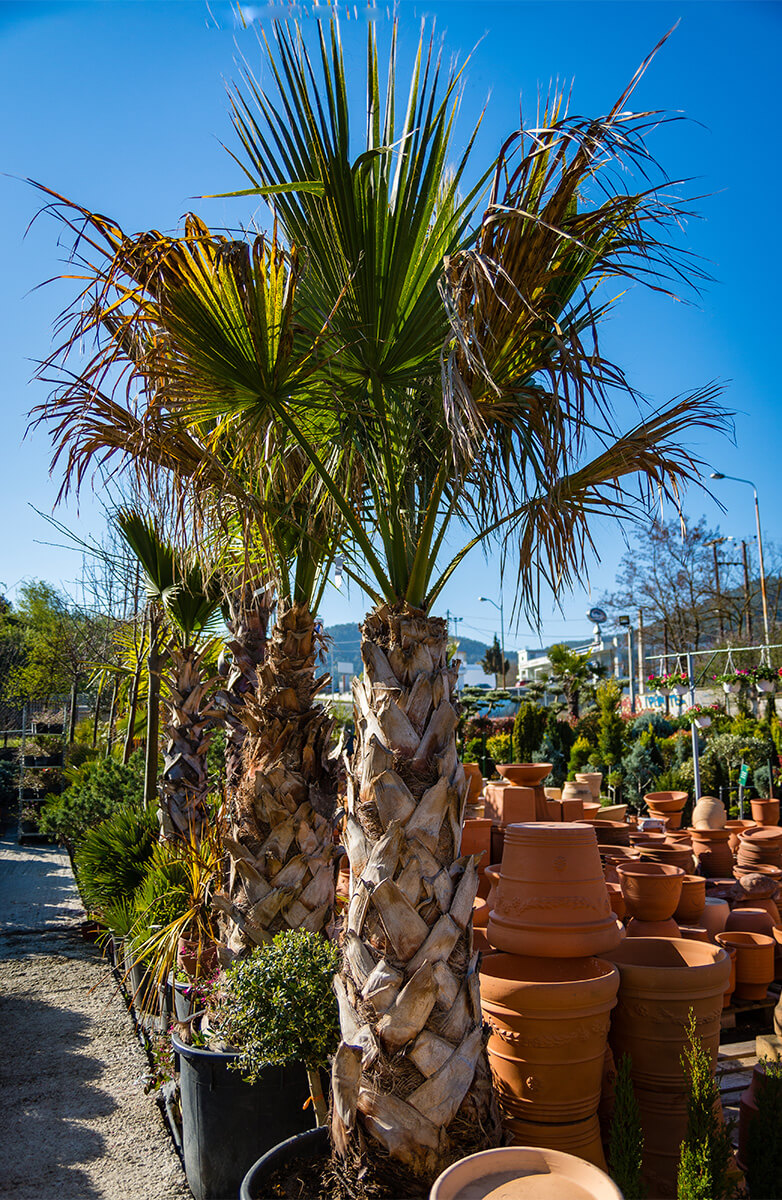 Washingtonia Filifera Ουασινγκτόνια Νηματοφόρος Φυτώρια Βουδουλάκη