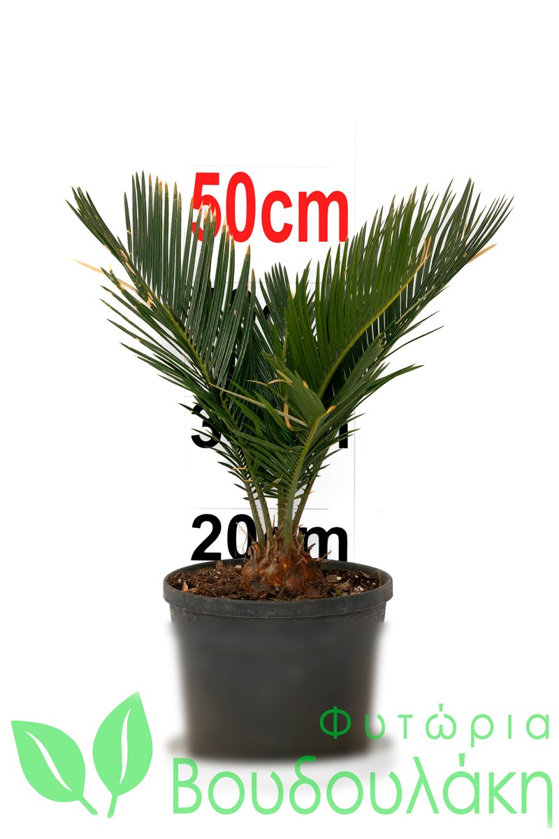 Cycas revoluta - Φυτώρια Βουδουλάκη