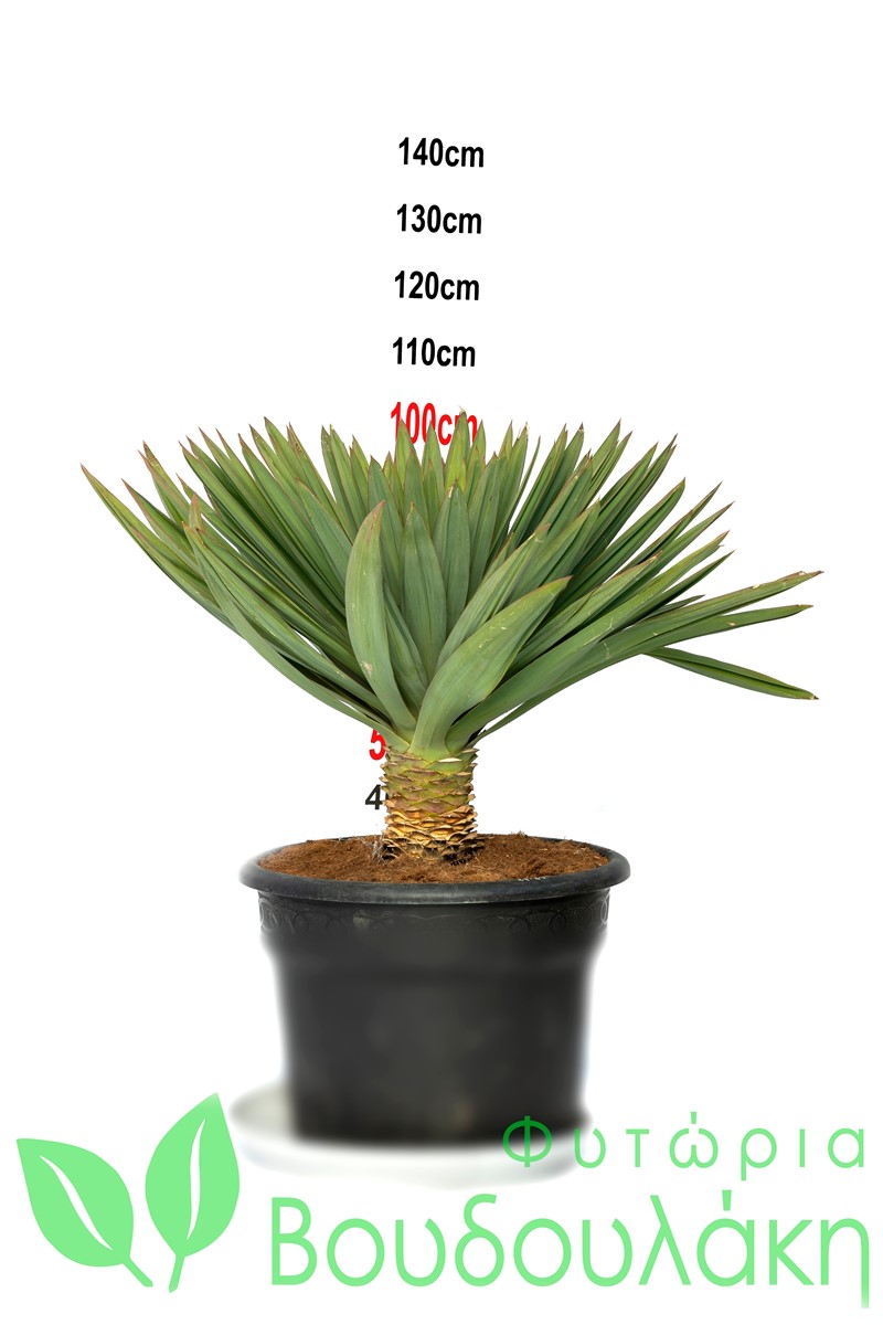 Agave attenuata Φυτώρια Βουδουλάκη