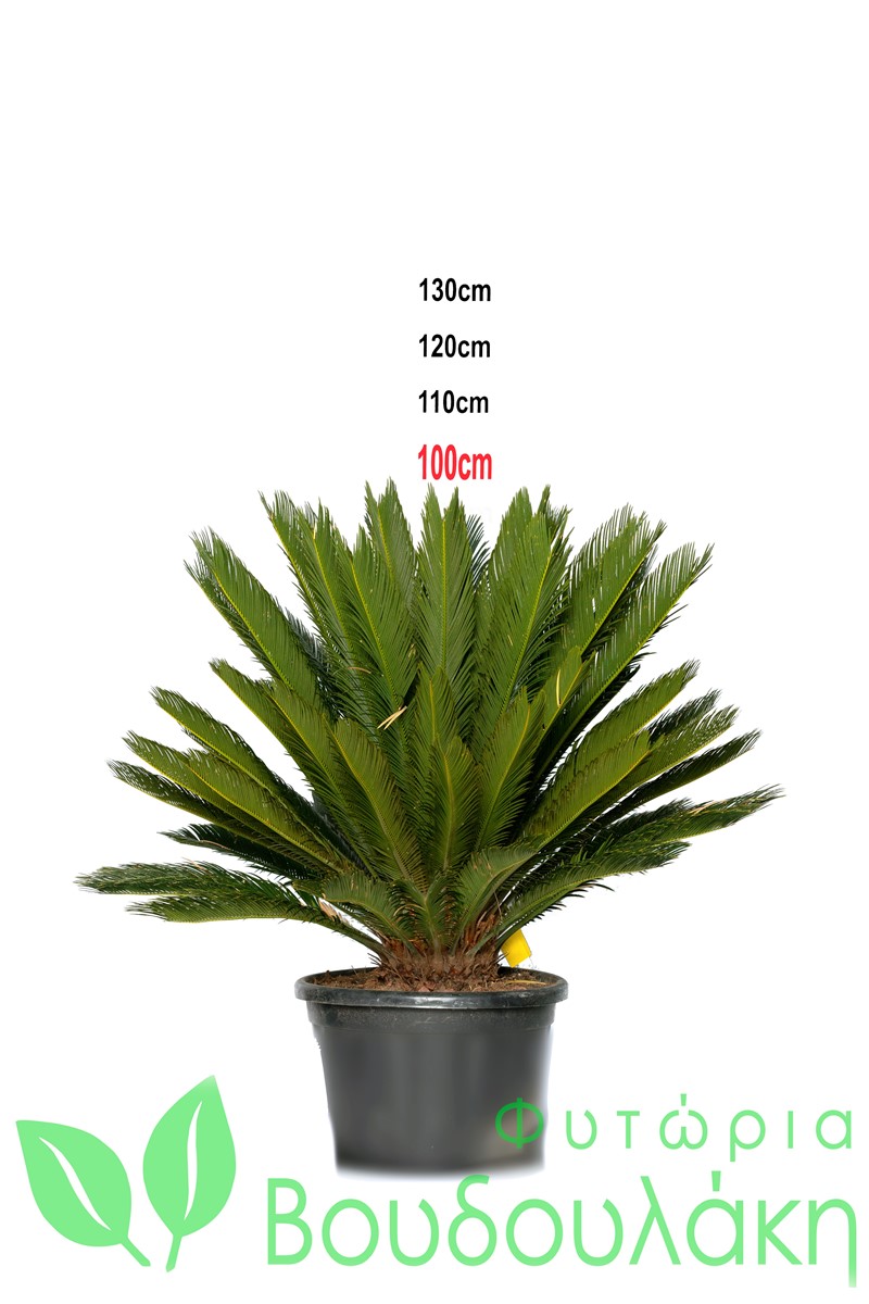 Cycas revoluta - Φυτώρια Βουδουλάκη